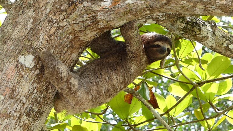 Sloths spend as little time possible moving.