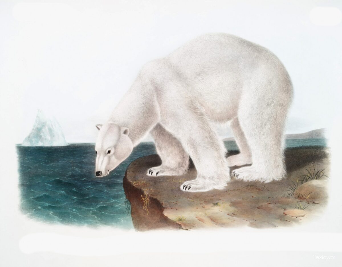 Polar Bear next to water