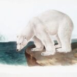 Polar Bear next to water